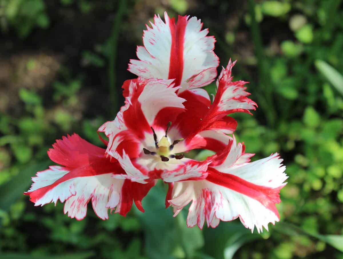 Tulipe perroquet