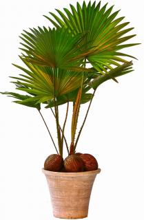 Washingtonia en pot