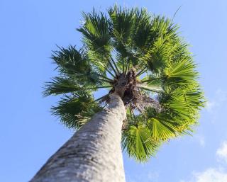 Washingtonia palmier