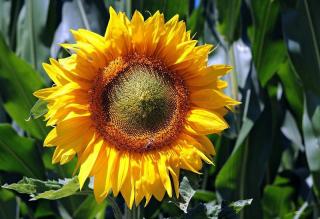 abeille sur fleur de tournesol