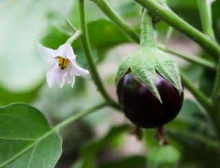 aubergine culture entretien