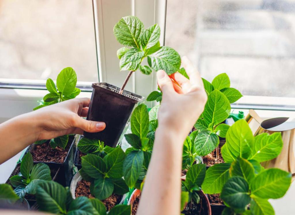 bouturage bouture plante facile