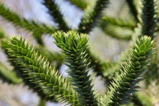 desespoir du singe Araucaria araucana