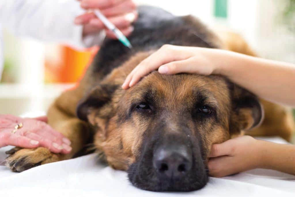 euthanasie chien chat animaux