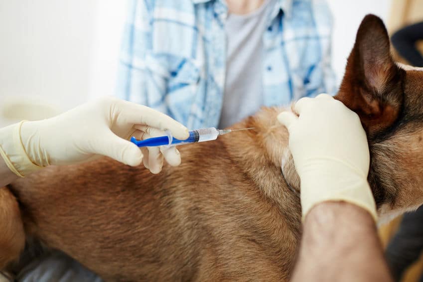 euthanasie chien chat animaux