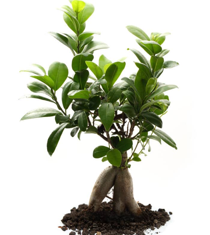 Ficus d'intérieur trop petit bonsaï pour le vrai débutant 