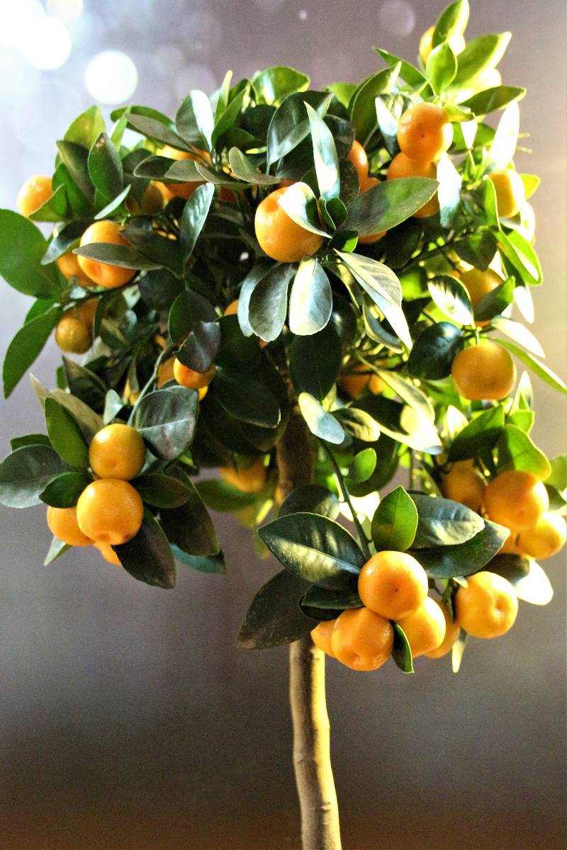 oranger citrus mitis
