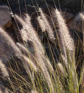 pennisetum