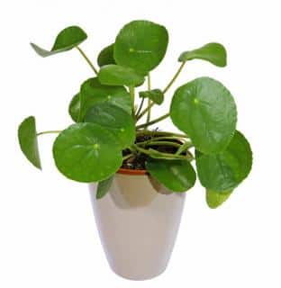 pilea rempotage