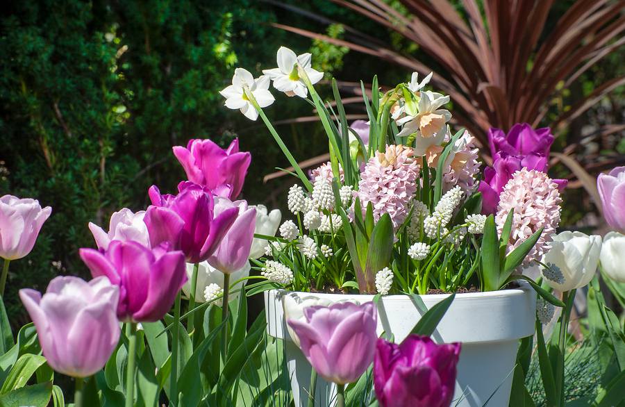 plante fleur bulbe en pot