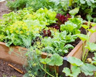 potager en carre bio