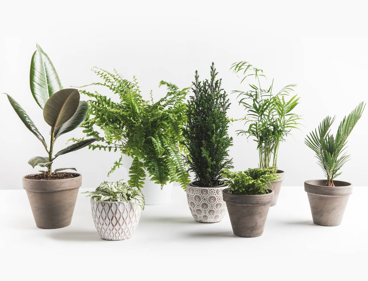 plante dépolluante