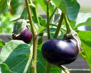 quand recolter aubergine