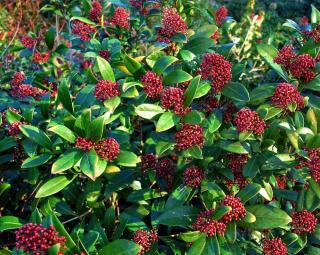 skimmia japonica en pot