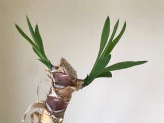 comment tailler un yucca - étêter 