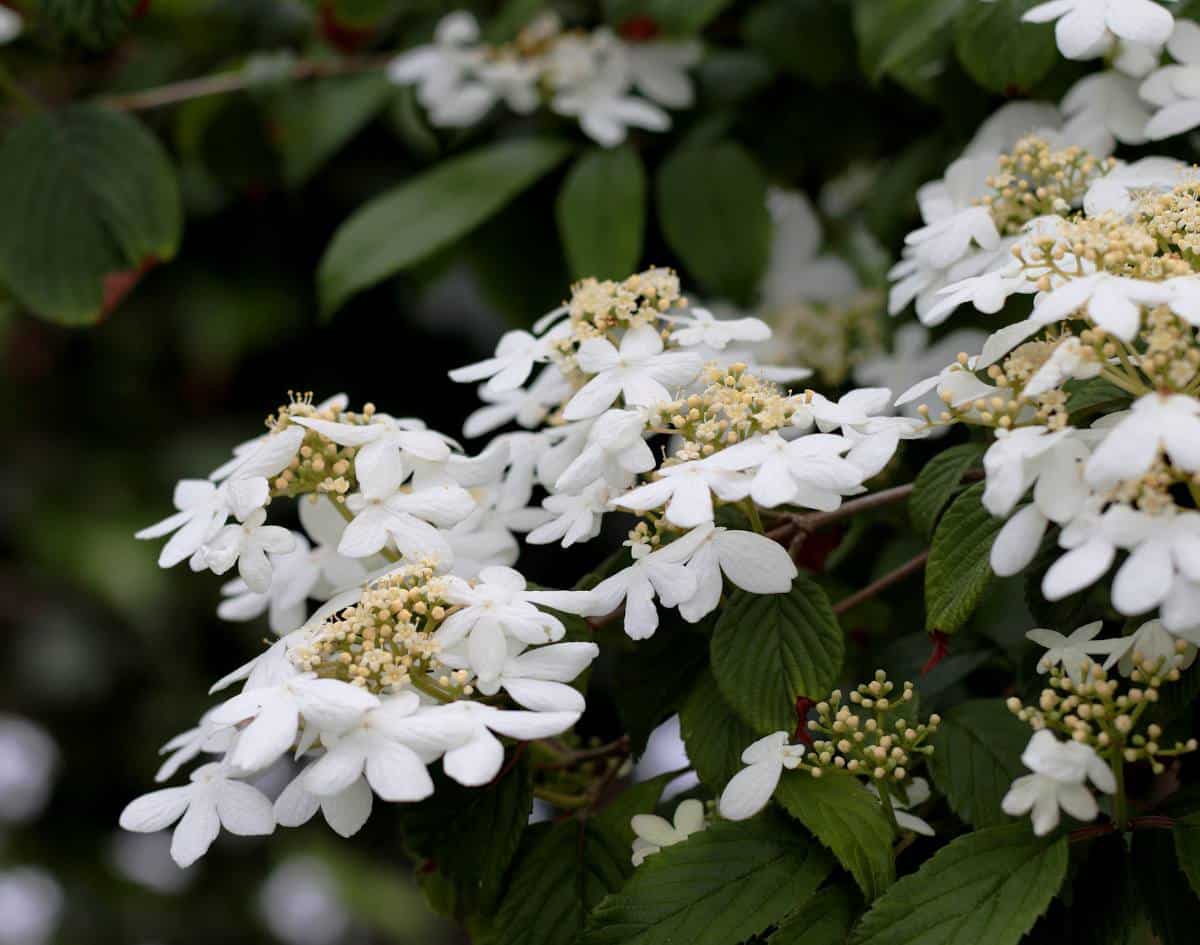 viburnum plicatum watanabe