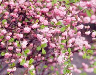 Amandier de Chine - Prunus triloba