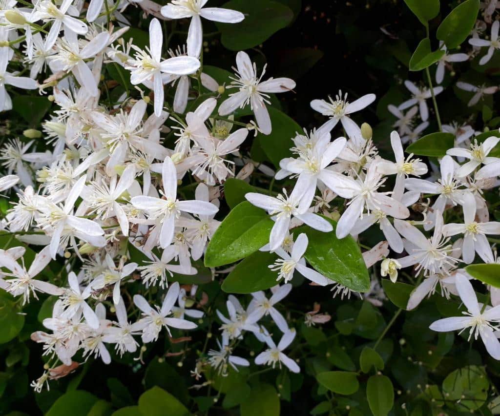 Clematis armandii clematite