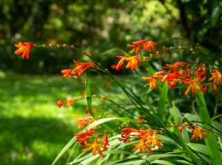 Crocosmia entretien