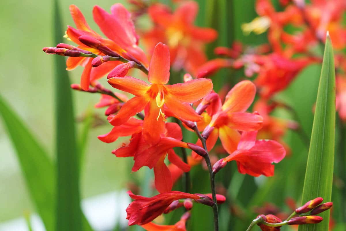 Fleurs à bulbes - Jardiner Malin : jardinage et recettes de saison