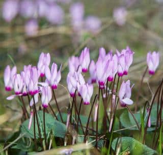 Cyclamen hederifolium -cyclamen de naples