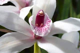 Cymbidium floraison