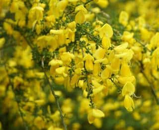 Cytisus - genet a balais