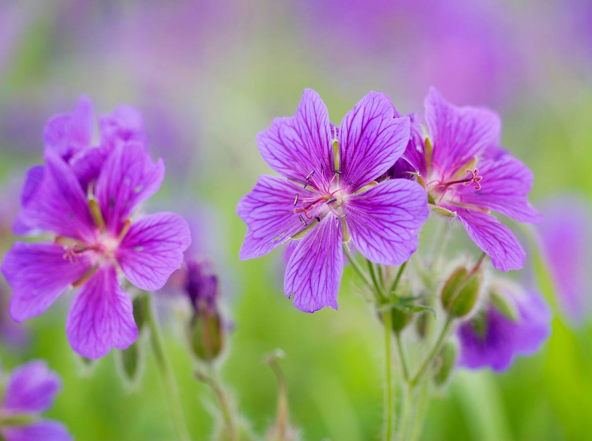 Geranium vivace