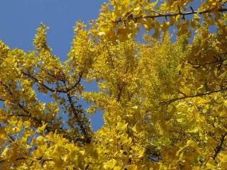 Ginkgo biloba automne