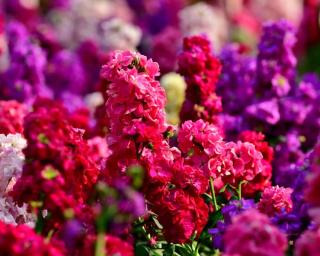 Giroflee-quarantaine-Matthiola-incana