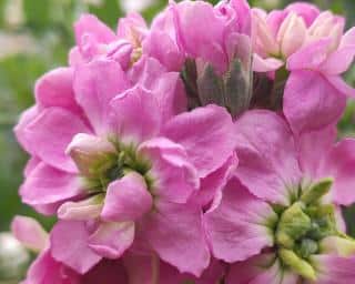 Giroflee-quarantaine-Matthiola-incana