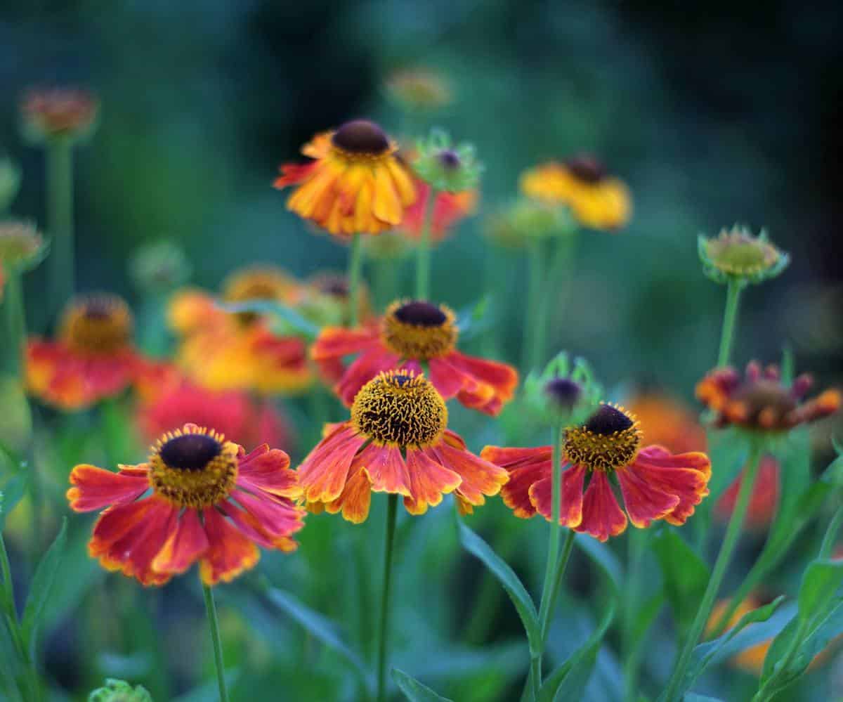 Helenie - Helenium