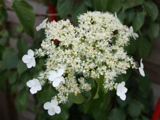 Hortensia grimpant entretien