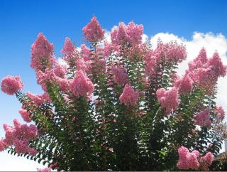 Lagerstroemia indica