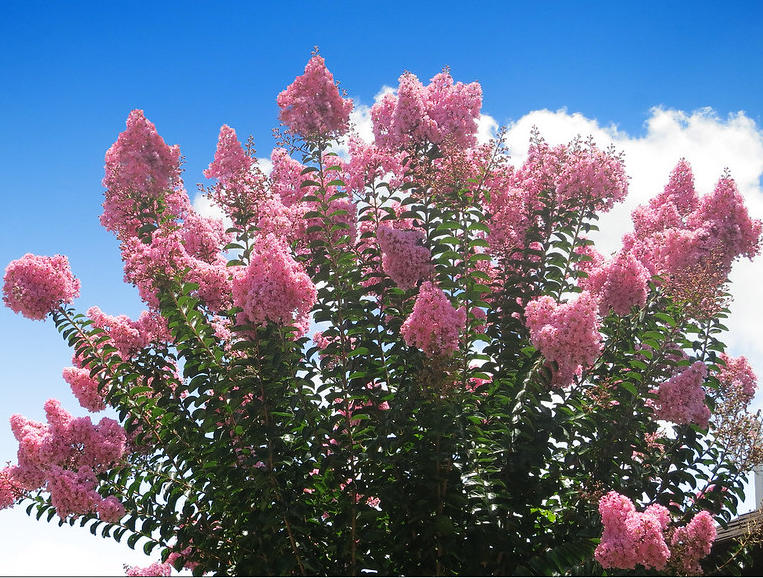 Lagerstroemia Indica : plantation et conseils d'entretien