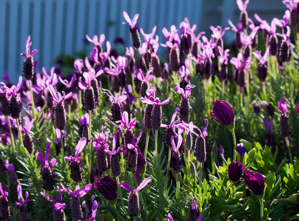 Lavande papillon - Lavandula stoechas