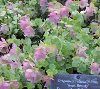 Origanum rotundifolium kent beauty