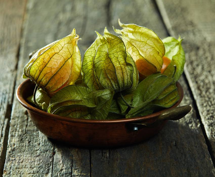 Physalis