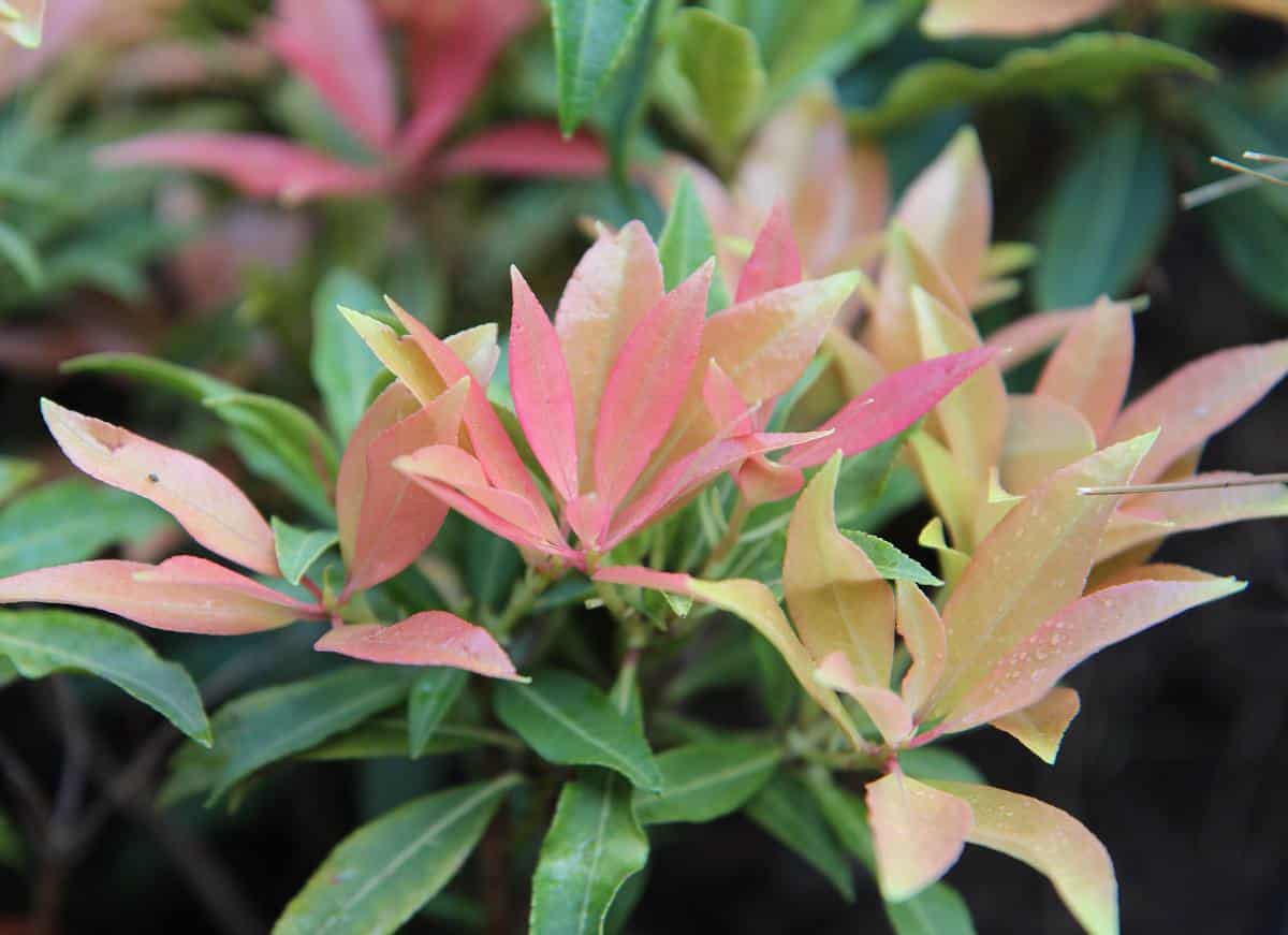 Pieris Japonica