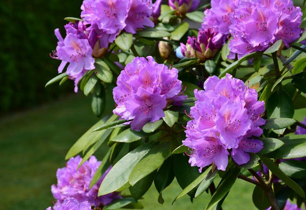 Rhododendron en pot