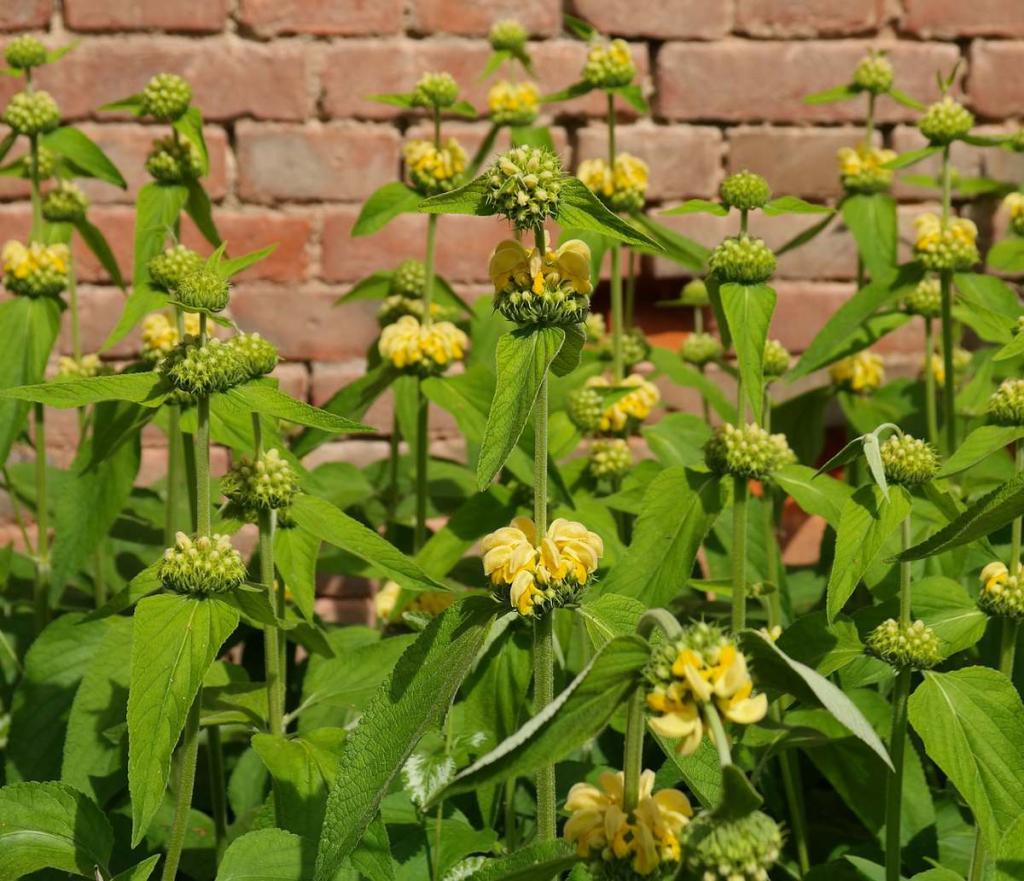 Sauge de Jérusalem - Phlomis fruticosa