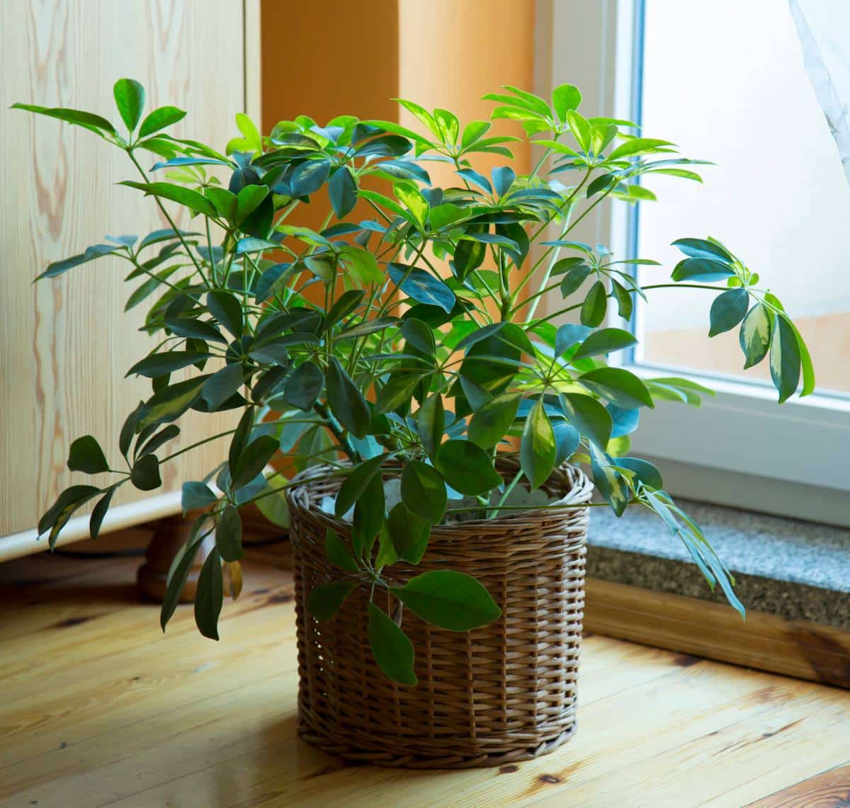 Schefflera