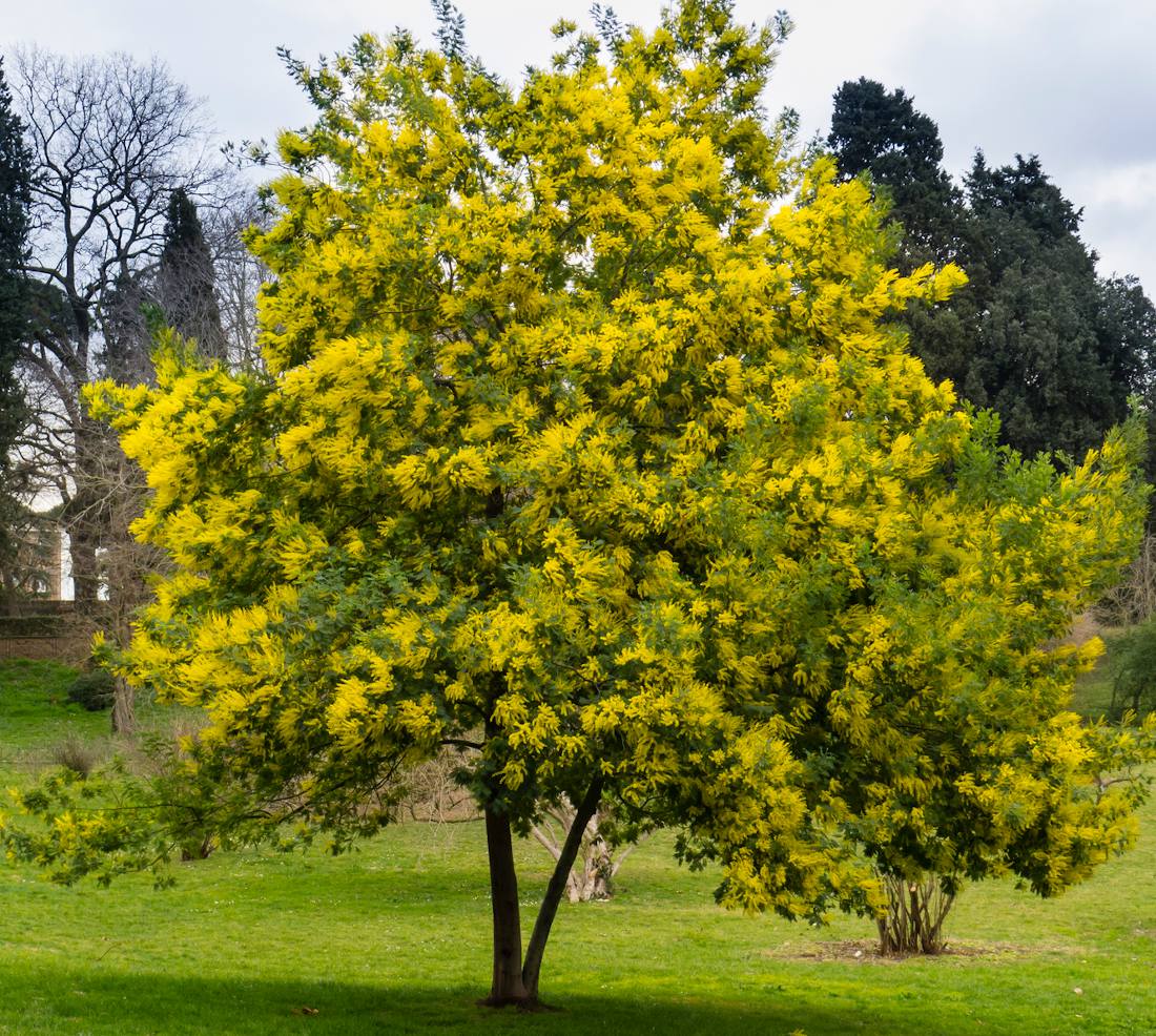 10 fleurs d'hiver - Plantes, arbustes, grimpantes - Jardiner Malin