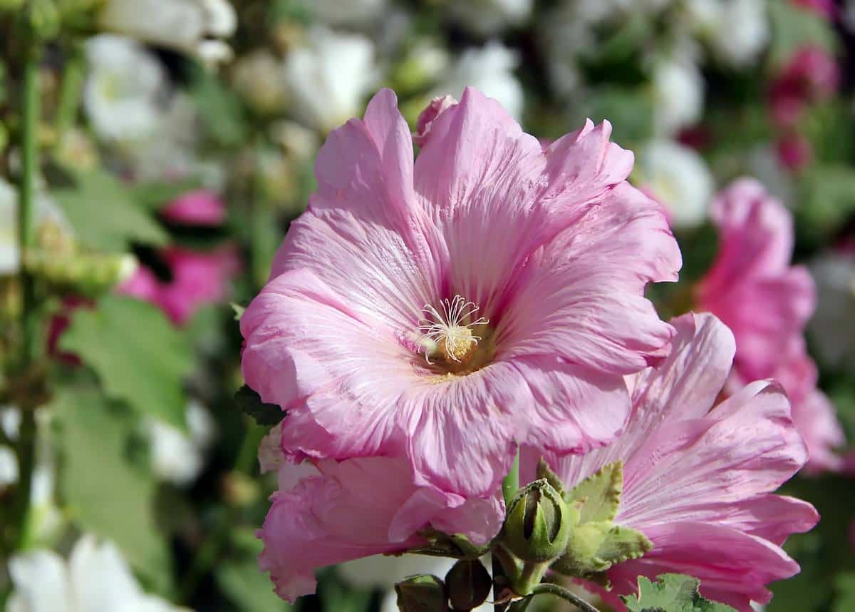 arbuste floraison été - arbuste qui fleurit en été