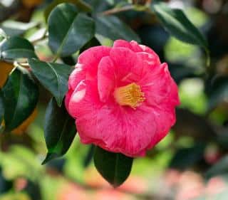 camelia en fleur