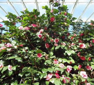 camelia en pot en interieur arrosage