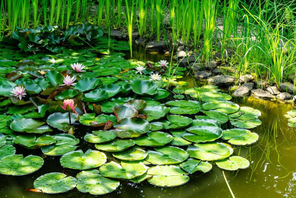 créer mare naturelle jardin