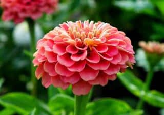 Entretien du zinnia