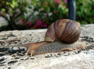 escargot jardin