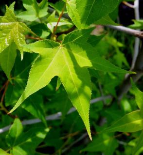 feuille de Liquidambar